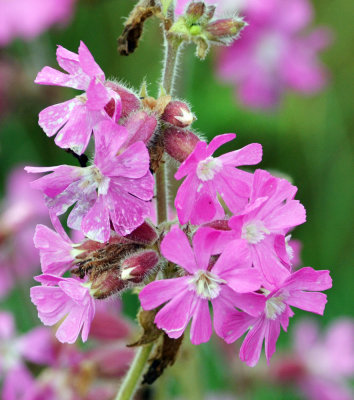 Red campion.jpg