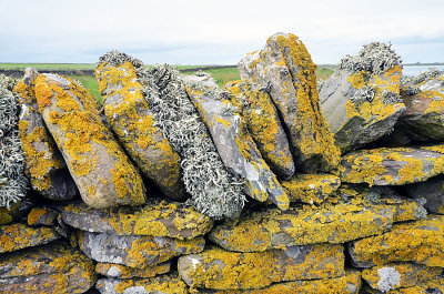 Sanday wall.jpg