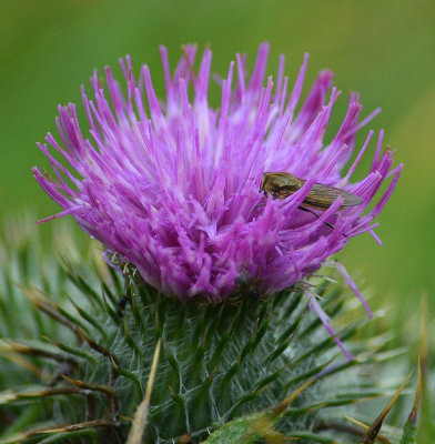 Thistle.jpg