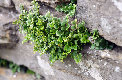 Wallrue on wall of Cubbie Roo's Castle.jpg