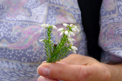 White bell heather.jpg