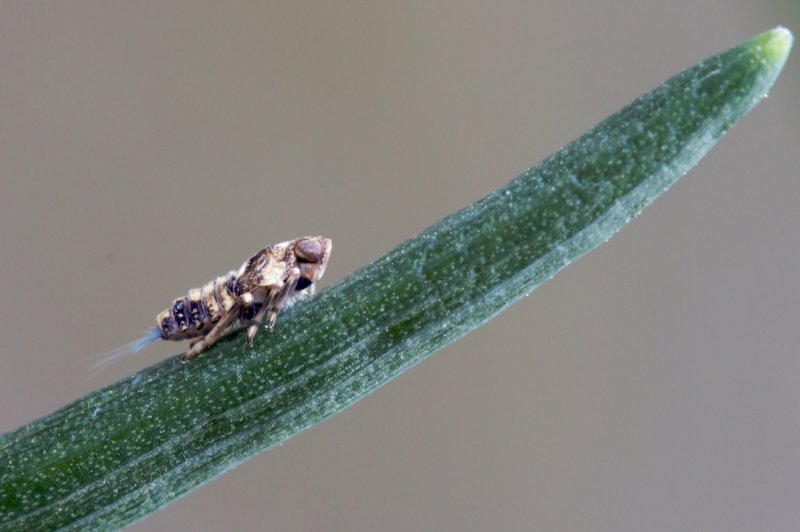 Cercopidae