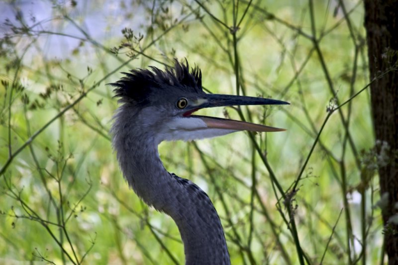 Heron, Regents Park, London