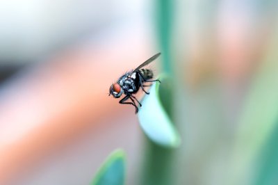 Diptera Brachycera