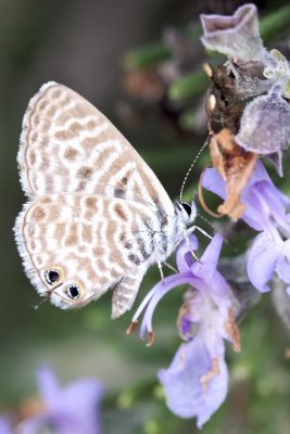 Lepidoptera Lycaenidae Lampides boeticus