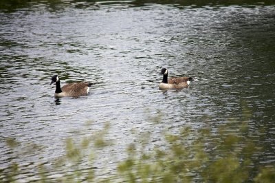Canadian Geese, Regent's Park, London