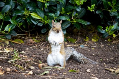 Squirrel, Regent's Park, London