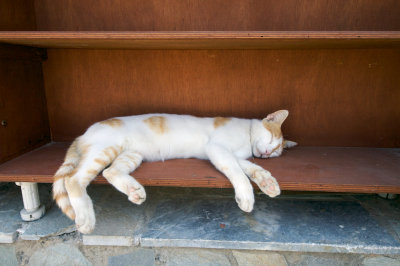 Aegean cat