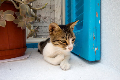 Aegean cat