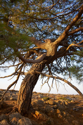 Cretan pine tree on the path to Lyssos