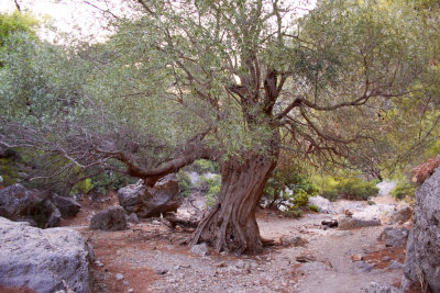 Old olive tree on the path to Lyssos