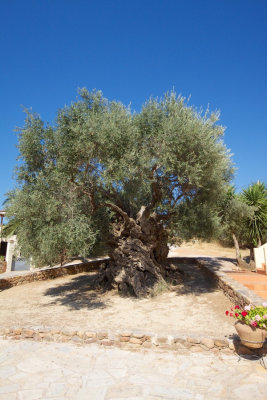 Olive tree. The oldest, maybe, of Greece