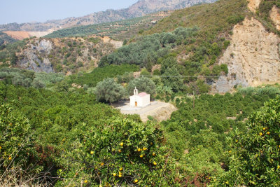 Orange trees