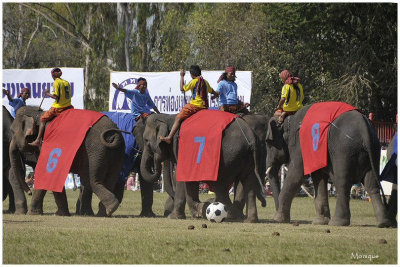 La Fte des Elphants  Surin - Thailande