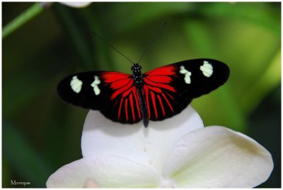 Le jardin des papillons exotiques
