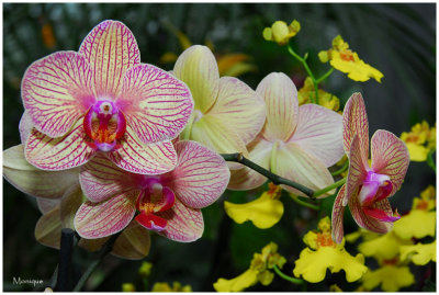 Phalaenopsis