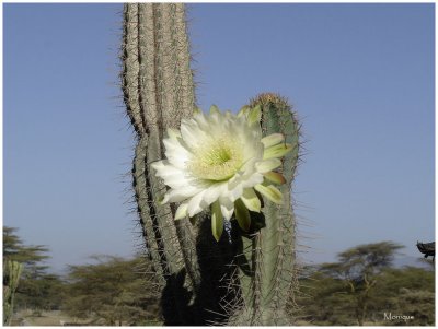 Cactus en fleur au Kenya - Afrique -
