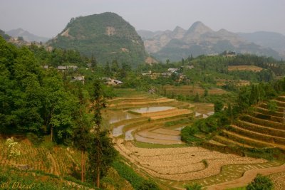 Bac Ha. Rice fields