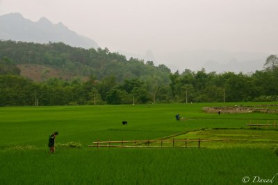 RICE FIELDS - CAO BANG PROVINCE