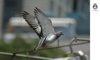 Rock Dove F