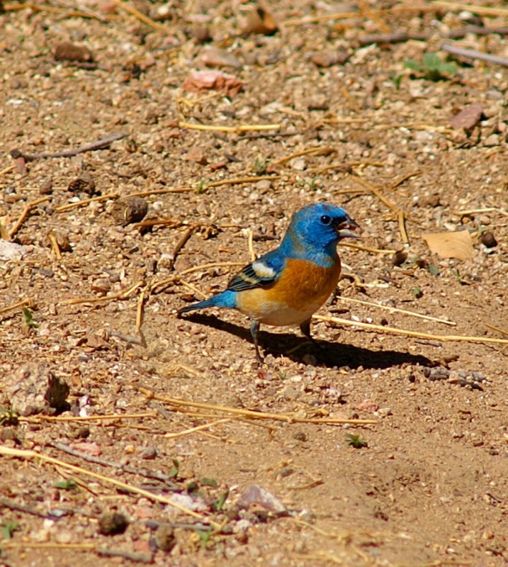 Lazuli Bunting