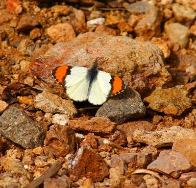 Sara Orange Tip