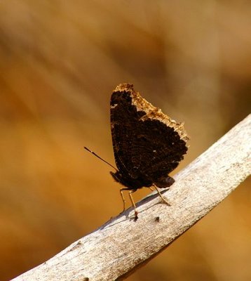 Mourning Cloak #2