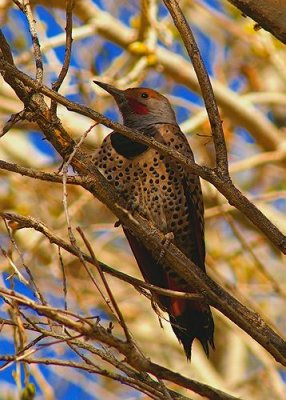 Northern Flicker