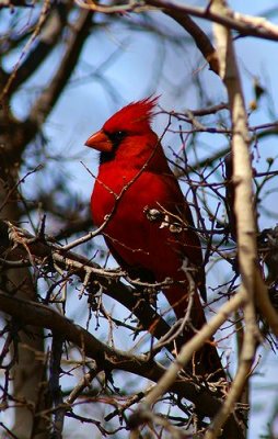 Northern Cardinal #1