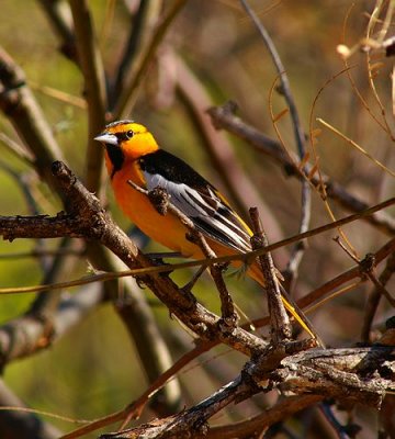 Bullock's Oriole