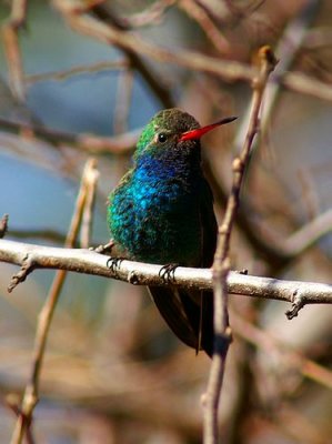 Broad-Billed Hummingbird #2