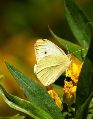 Cabbage White