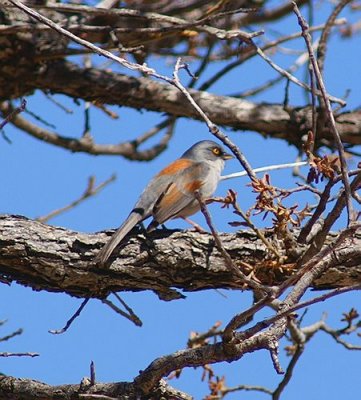 Yellow Eyed Junco