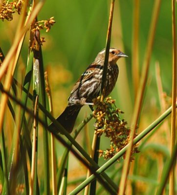 American Pipit