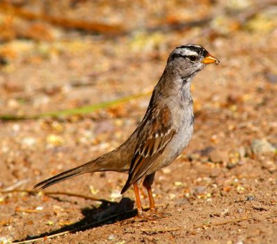 White-Crowned Sparrow