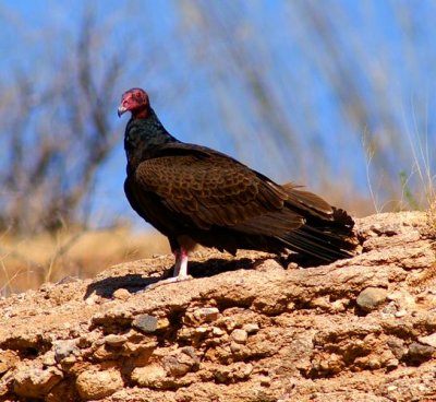 Turkey Vulture