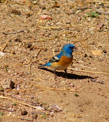 Lazuli Bunting
