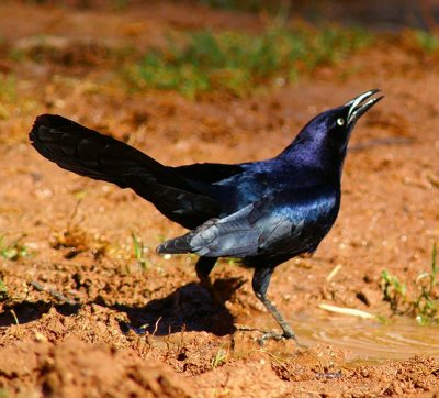 Great-Tailed Grackle