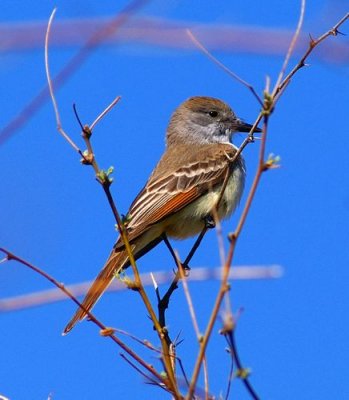 Western Kingbird