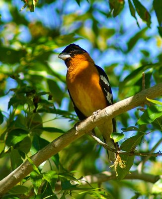 Black-Headed Grosbeak
