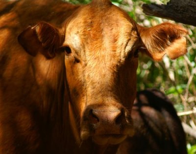 Moo