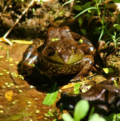 Bull Frog