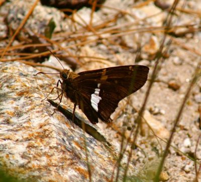 Silver-spotted Skipper