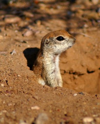 Round Tail Ground Squirrel