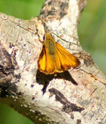 Taxiles Skipper