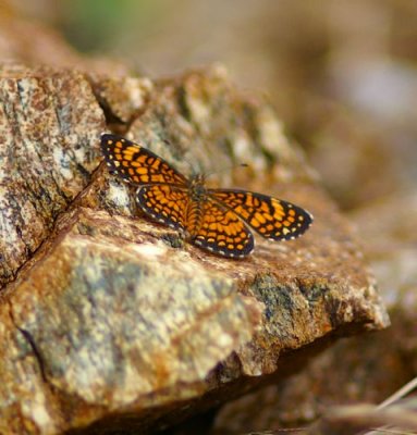 Elada Checkerspot