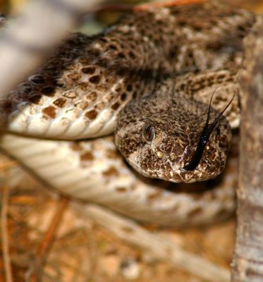 Early Morning Diamondback