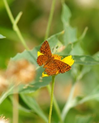 Wright's Metalmark