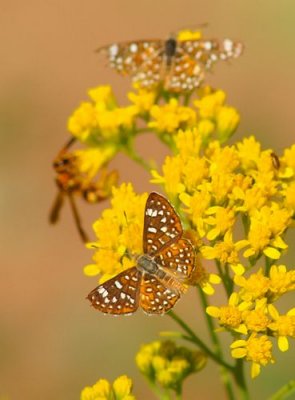 Palmer Metalmark