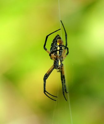 Black and Yellow Garden Spider